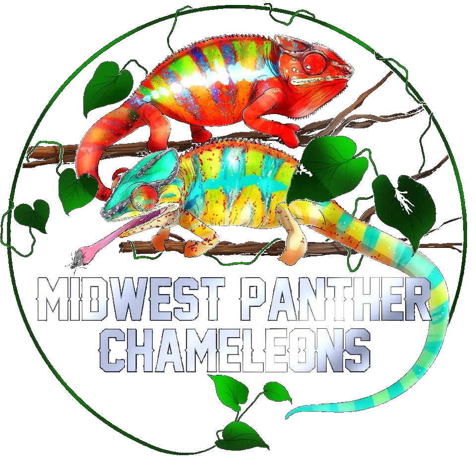 midwestpanther_transparent_cleaned